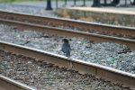 Walking the Tracks